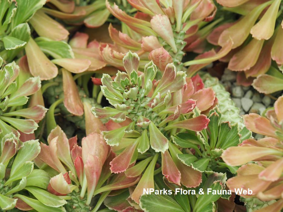 Euphorbia_succulenta_Jessica_Teo_3