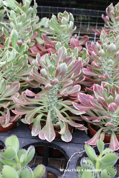 Euphorbia_succulenta_Low_Wei_Teng_1