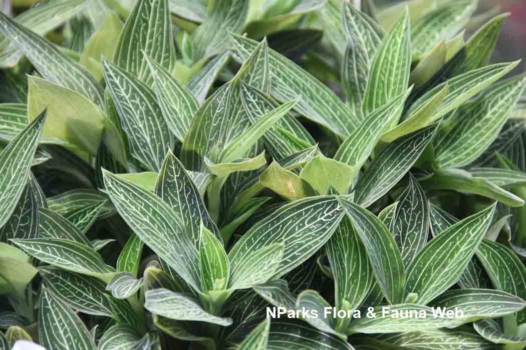 Ludisia discolor green form