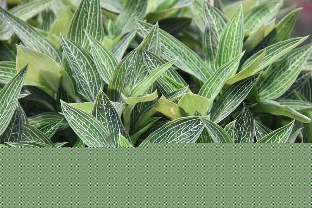 Ludisia discolor green form