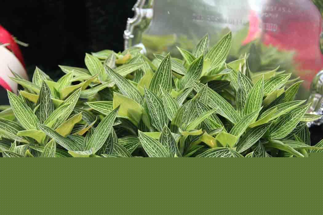 Ludisia discolor green form