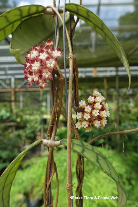 Hoya callistophylla