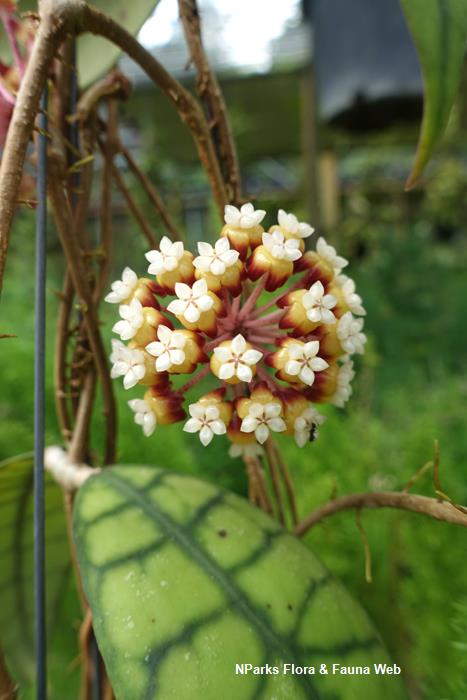 Хойя калистофилла калимантан. Хойя калистофилла. Хойя callistophylla Kalimantan. Хойя callistophylla long leaves. Хойя спартиоидес.