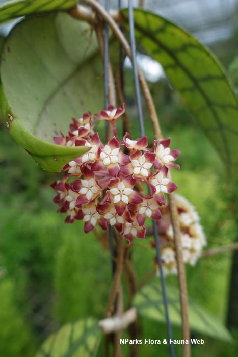 Hoya callistophylla