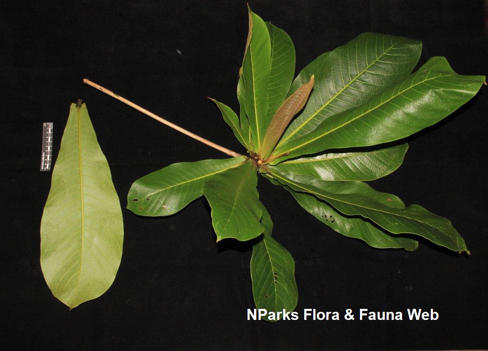 terminalia copelandii