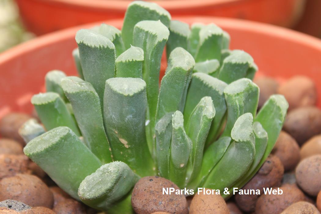 Haworthia_truncata_var_maughanii_Jennie_Tang_1