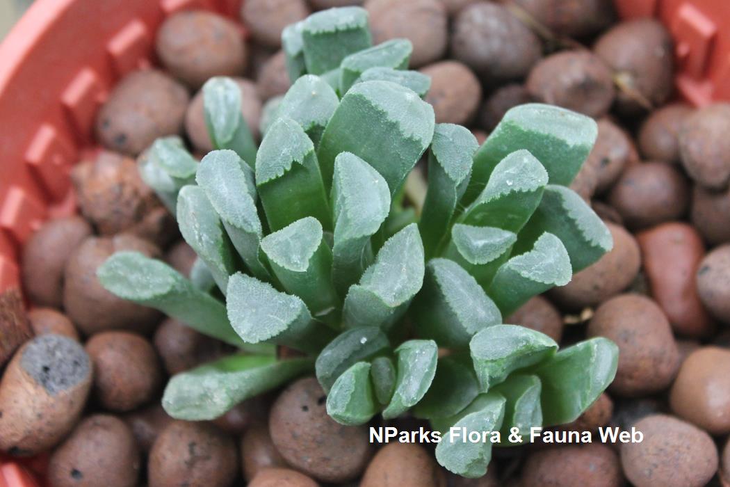 Haworthia_truncata_var_maughanii_Jennie_Tang_2