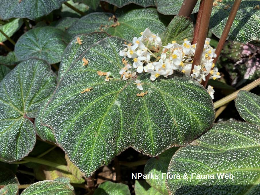 Nparks Begonia Hirtella