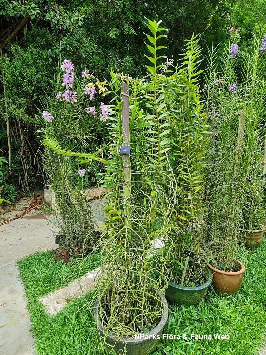 Arachnis Maggie Oei 'Yellow Ribbon'