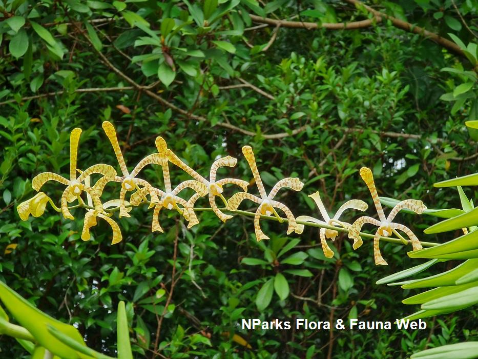 Arachnis Maggie Oei 'Yellow Ribbon'