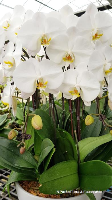 Phalaenopsis Sogo Yukidian