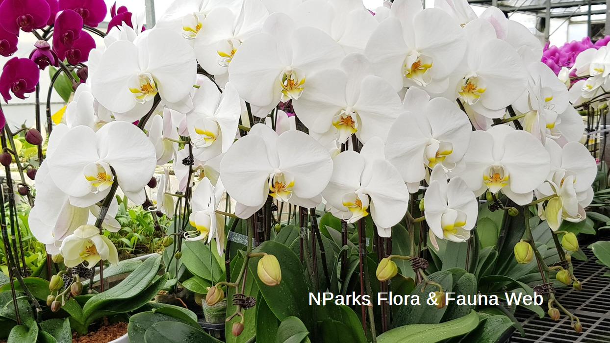 Phalaenopsis Sogo Yukidian