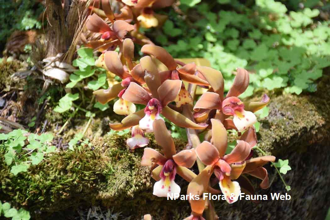 Cymbidium atropurpureum