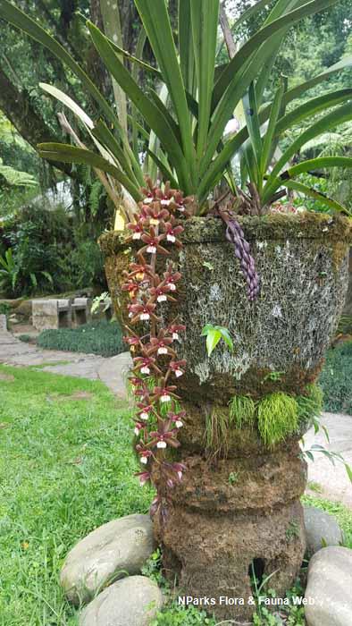 Cymbidium atropurpureum