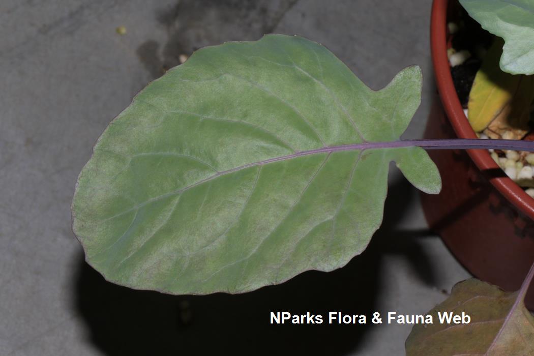 Brassica_oleracea_Alboglabra_Group_kailan_Jennie_Tang_1