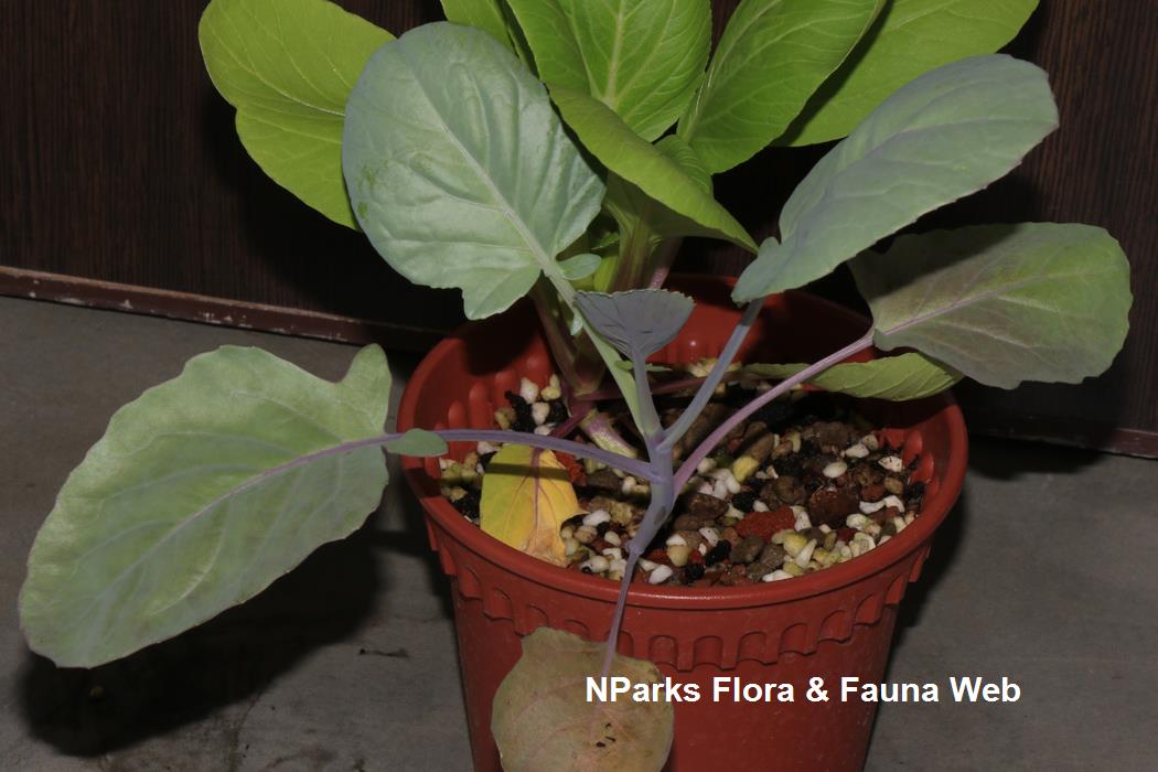 Brassica_oleracea_Alboglabra_Group_kailan_Jennie_Tang_2