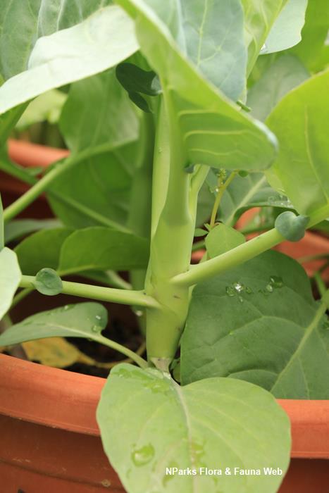 Brassica_oleracea_Alboglabra_Group_kailan__Pauline_Tay_1