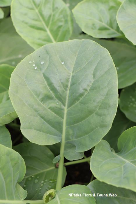 Brassica_oleracea_Alboglabra_Group_kailan__Pauline_Tay_2