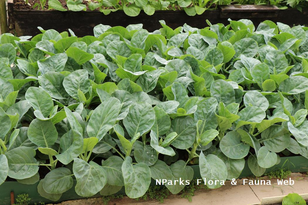 NParks Brassica oleracea Alboglabra Group [kailan]