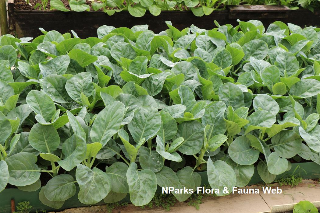 Brassica_oleracea_Alboglabra_Group_kailan__Pauline_Tay_5