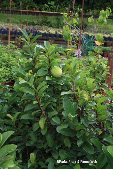 Ficus pumila var awkeotsang