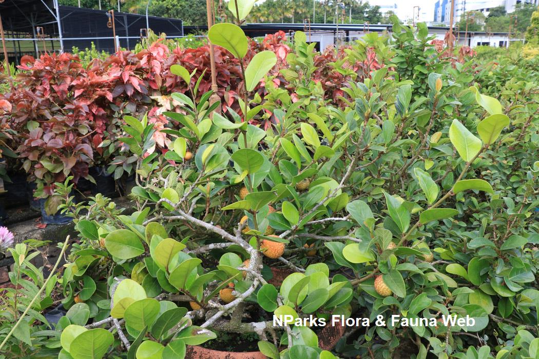 Ficus pumila var awkeotsang