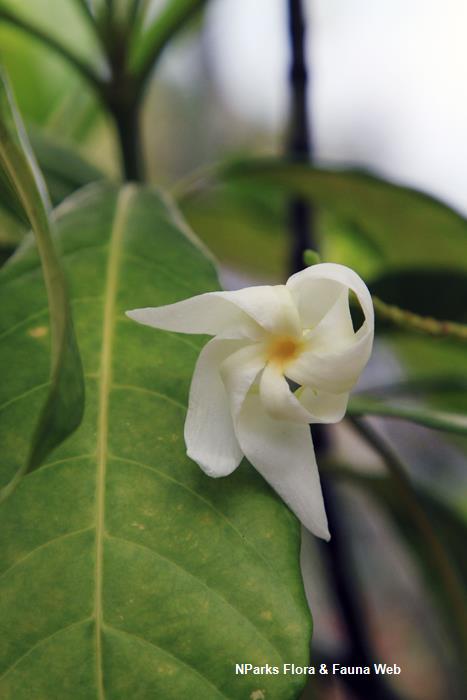 Tabernaemontana_aurantiaca_Vicky_Lim_Yen_Ngoh_1