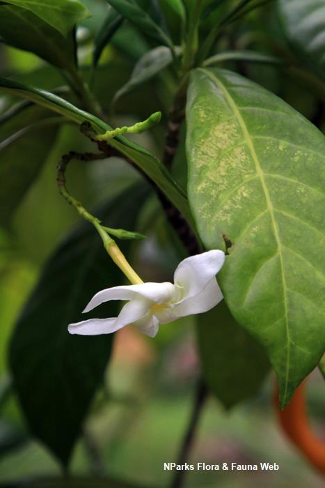 Tabernaemontana_aurantiaca_Vicky_Lim_Yen_Ngoh_2