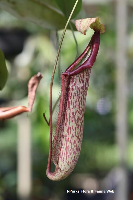 Nepenthes Miranda