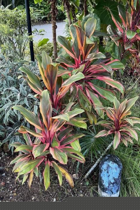 Cordyline Early Morning Diamond