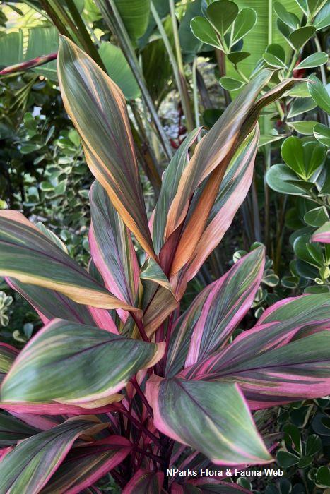 Cordyline Early Morning Diamond