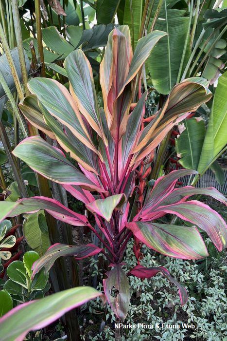 Cordyline Early Morning Diamond