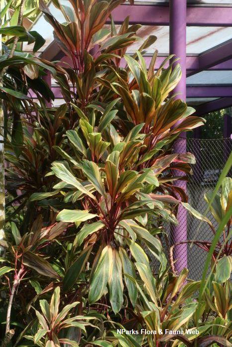 NParks | Zamioculcas zamiifolia