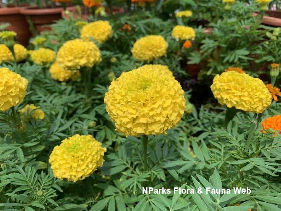 Tagetes erecta_Low Wei Teng