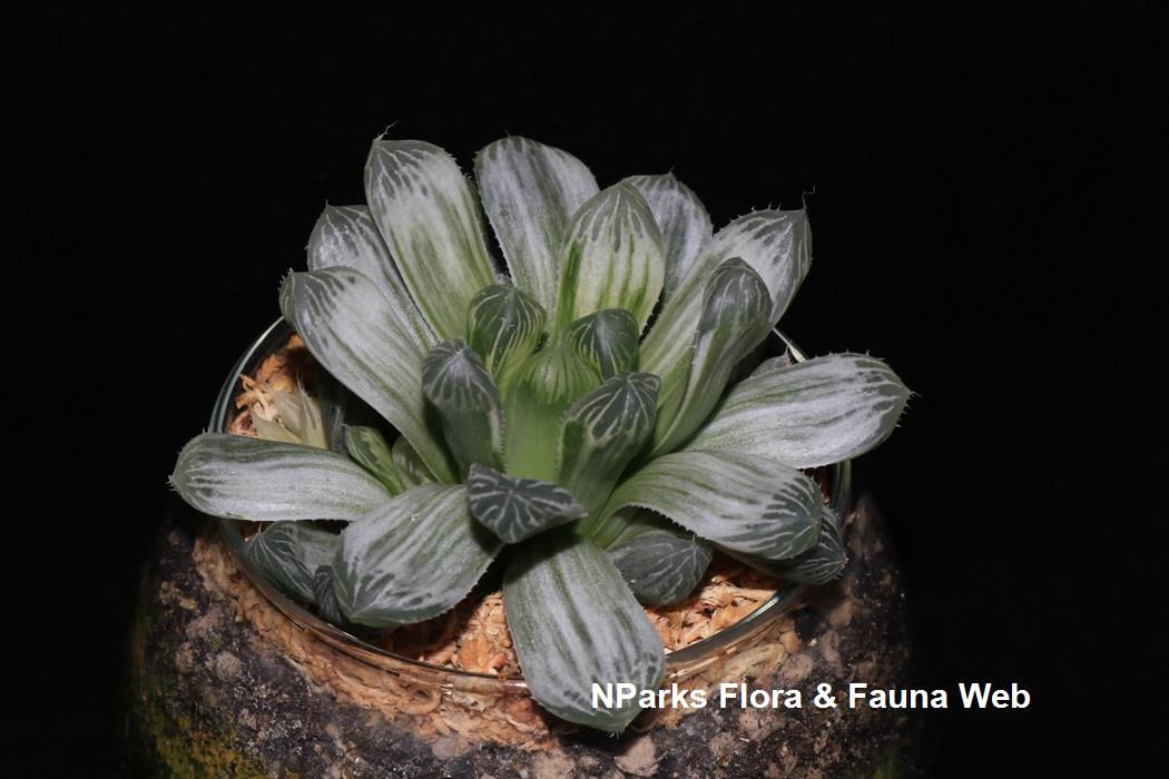 Haworthia_cooperi_var_pilifera_Silver_Swirl_Jennie_Tang