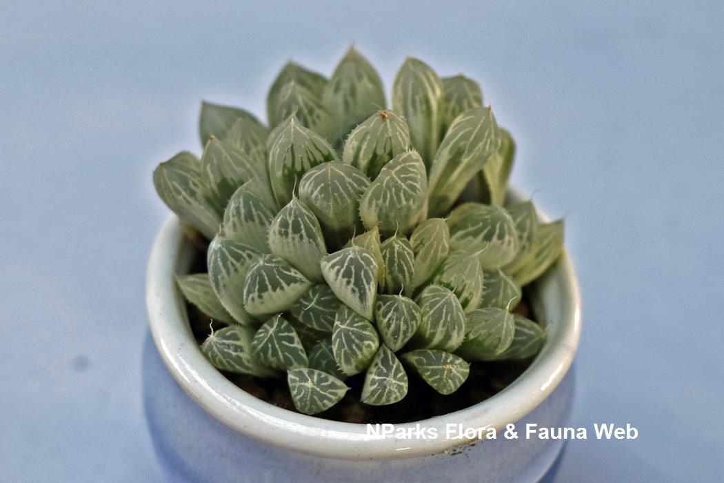 Haworthia_cooperi_var_pilifera_Silver_Swirl_Jennie_Tang