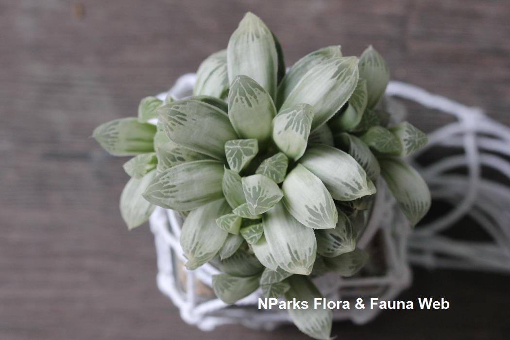 Haworthia_cooperi_var_pilifera_Silver_Swirl_Jennie_Tang