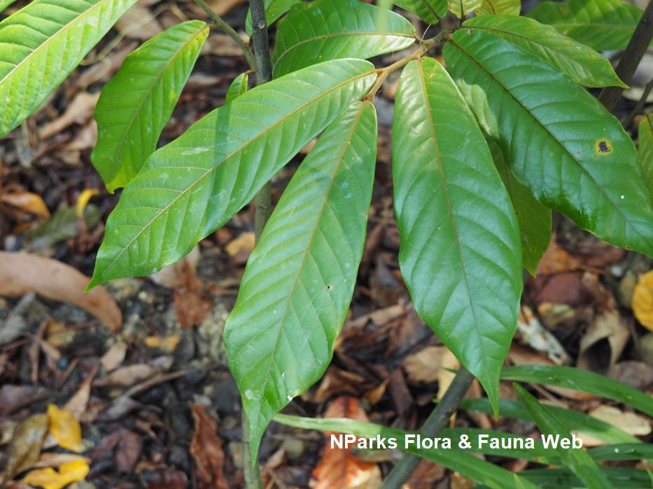 Uvaria_littoralis_Jessica_Teo_1