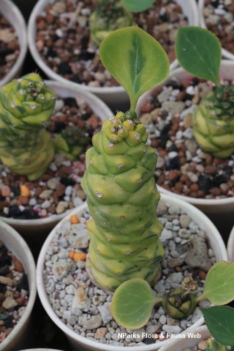 Euphorbia_ritchiei_Variegated_Tamako_Kobayashi