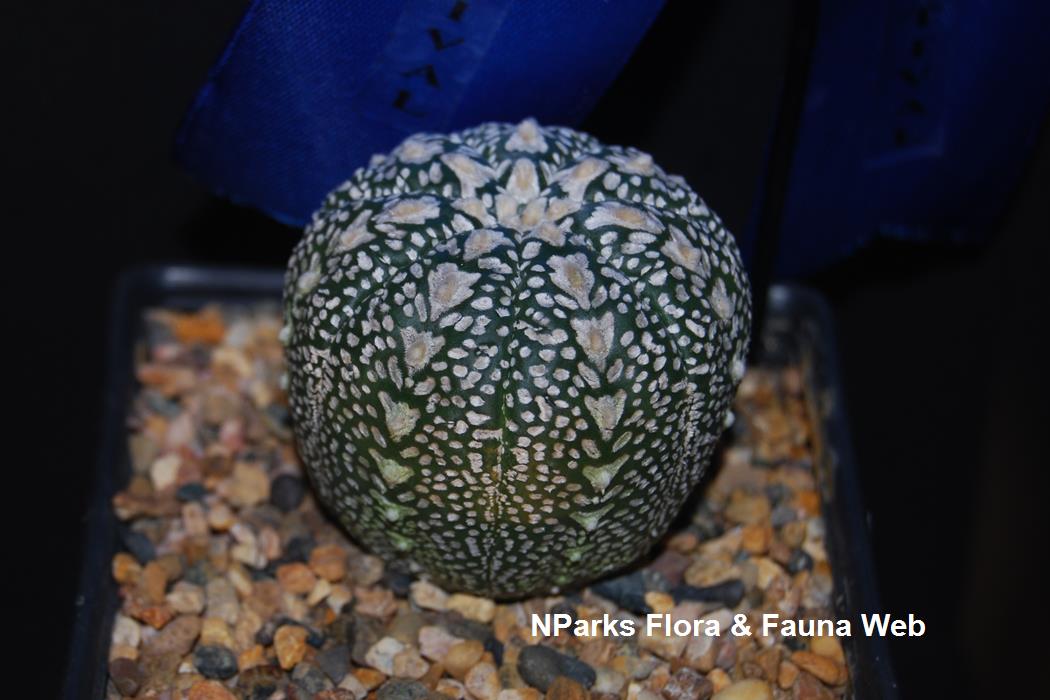 Astrophytum 'Super Kabuto'