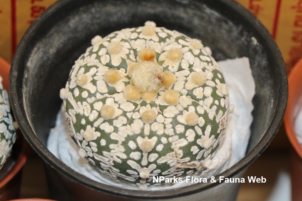 Astrophytum Super Kabuto