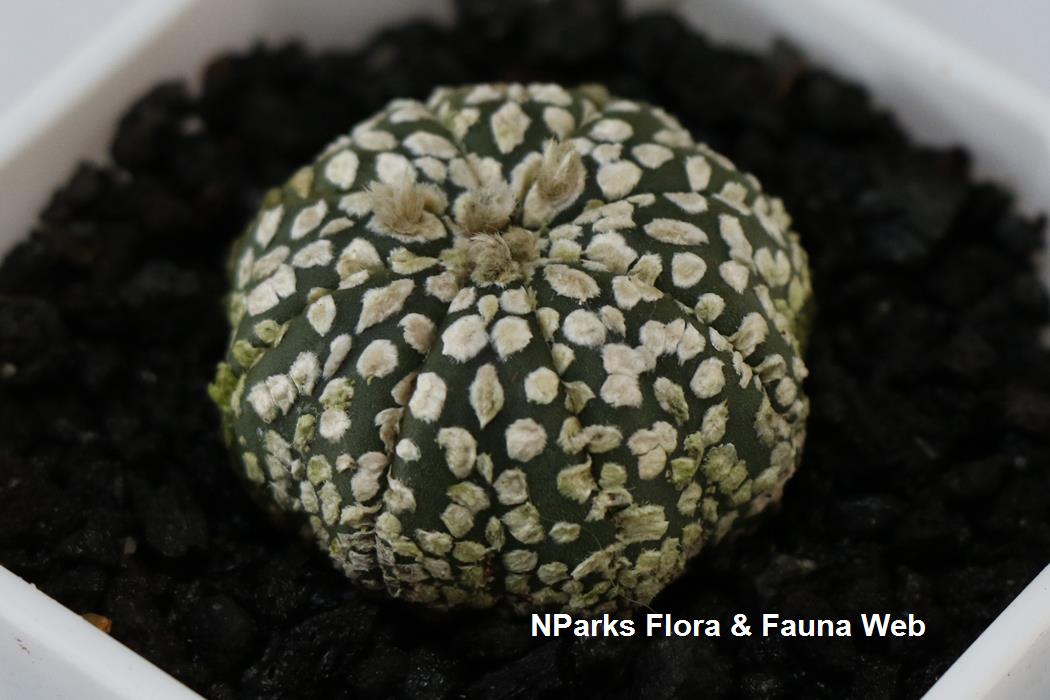 Astrophytum_asterias_Super_Kabuto_Jennie_Tang_1