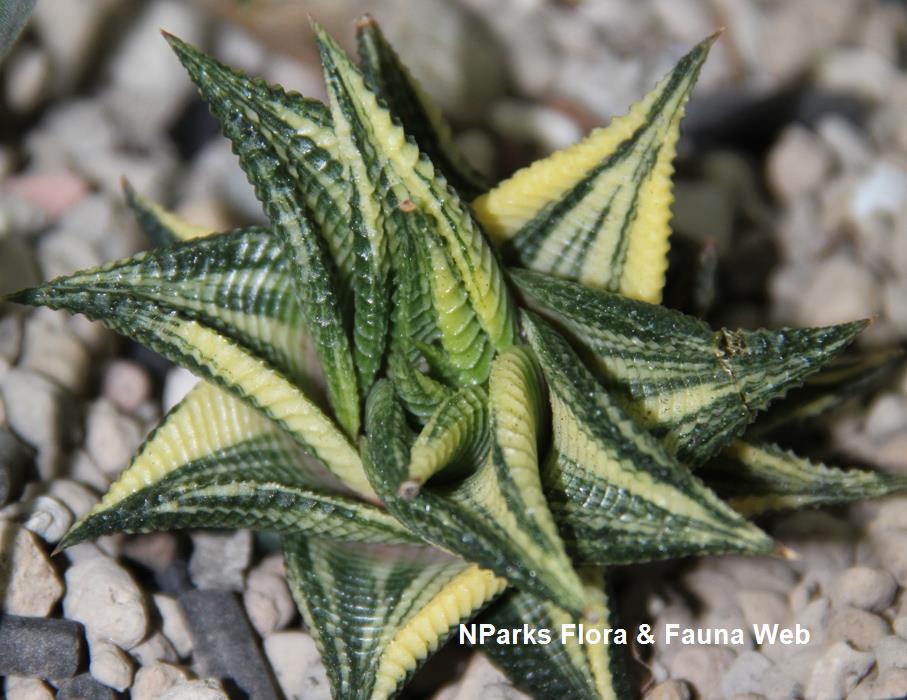Haworthiopsis_limifolia_cultivar_Jennie_Tang_1