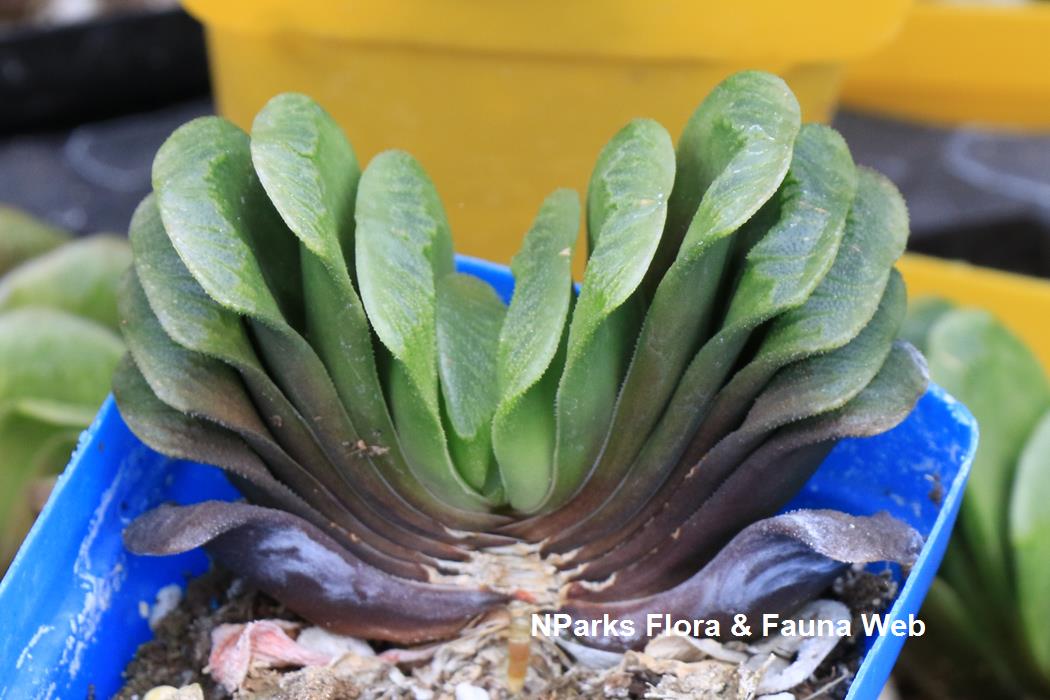 Haworthia_truncata_Lime_Green_Low_Wei_Teng