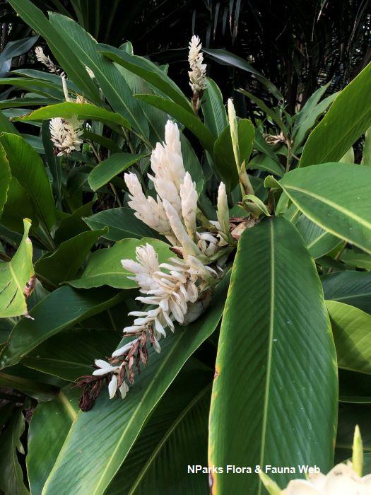 Alpinia purpurata Alba
