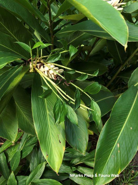 Alpinia purpurata Alba