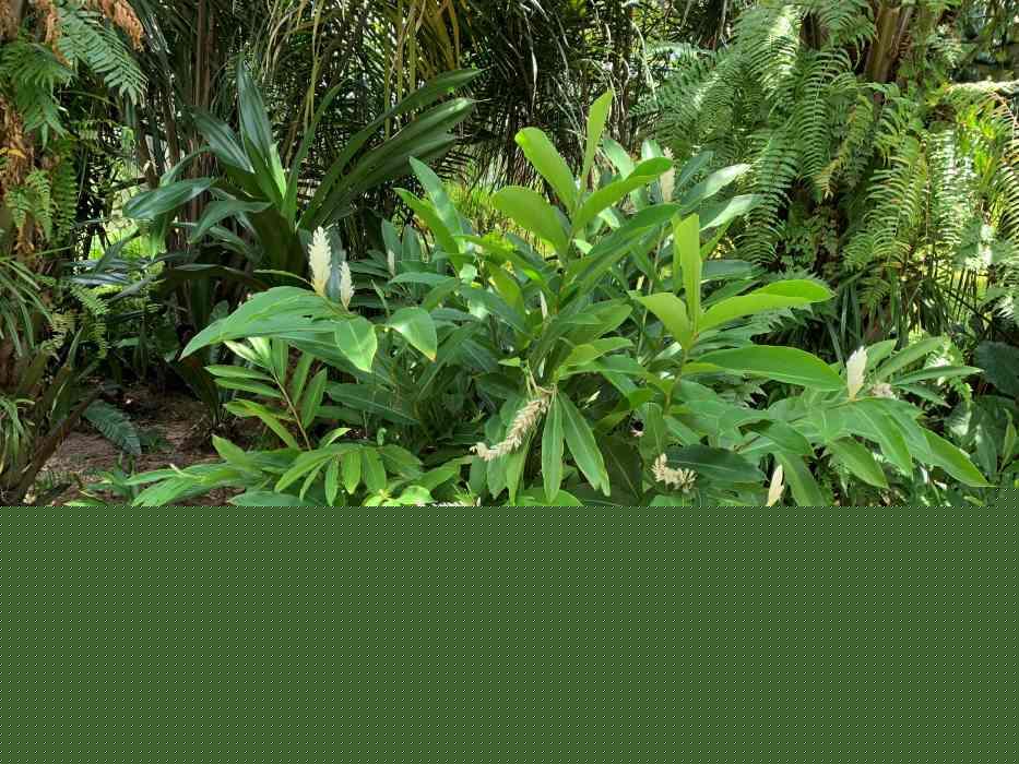 Alpinia purpurata Alba