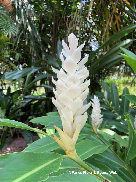 Alpinia purpurata Alba
