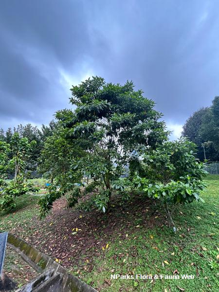 Gardenia thailandica