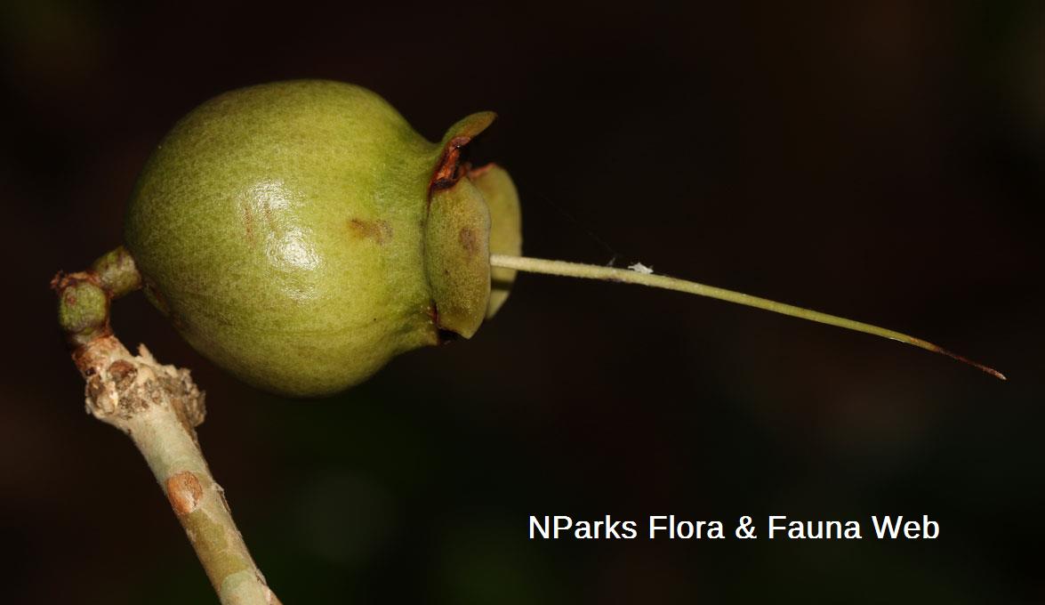 Syzygium formosum_Cerlin Ng